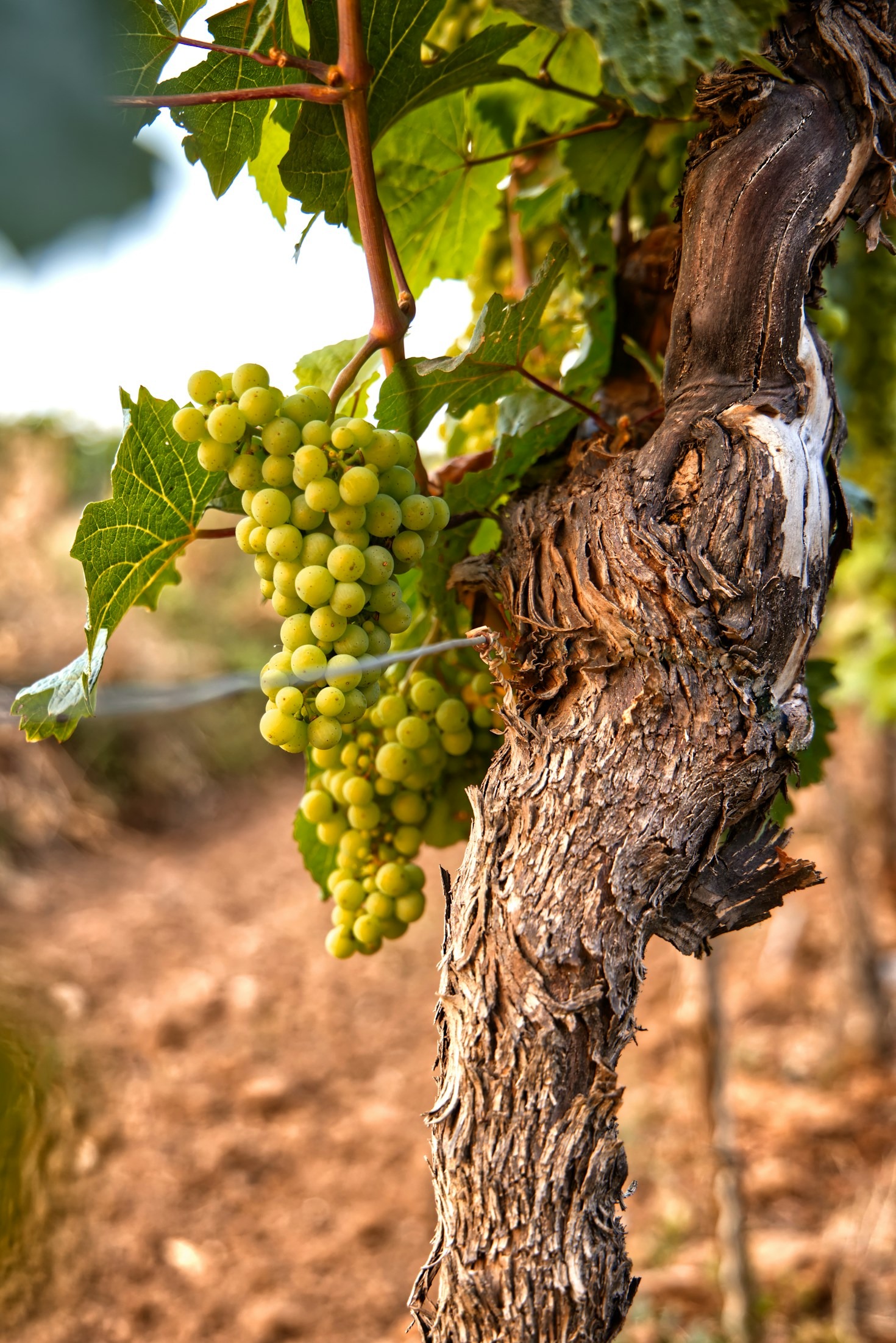 The Cultural Significance Of Regional Wine Production